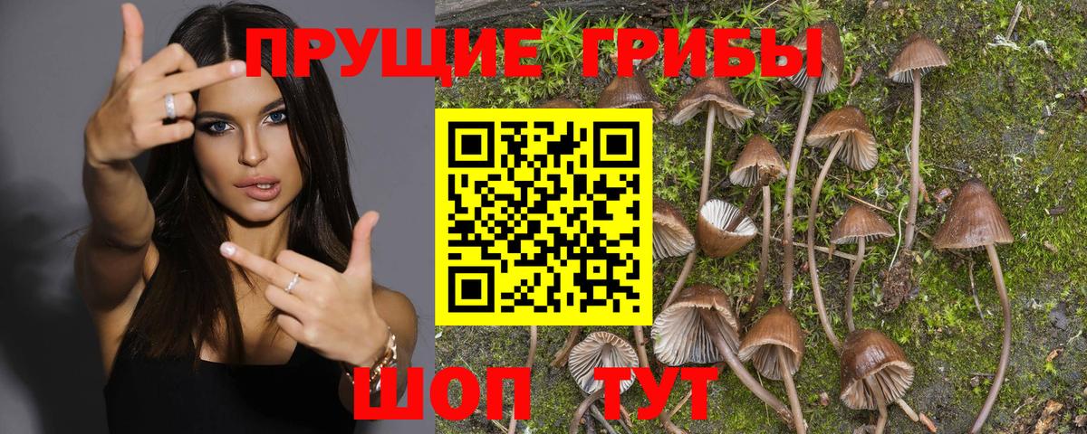 Моздок  Псилоцибиновые грибы MAGIC MUSHROOMS  Вход с VPN 